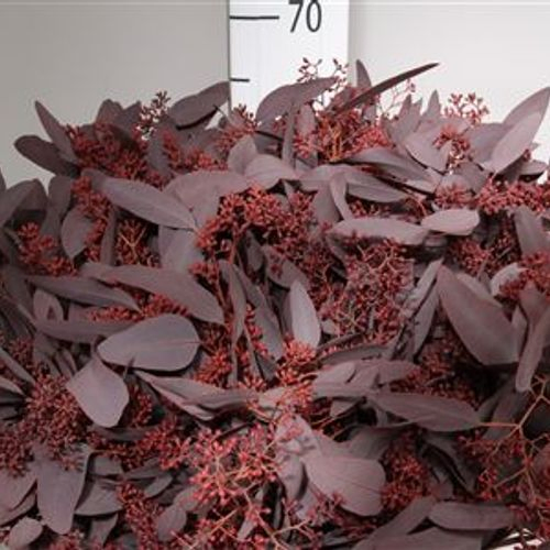 Populus rot Frucht gefärbt 50cm