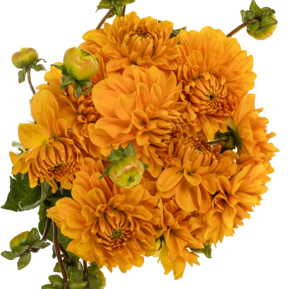 Dahlie orange Love Of My Life 55cm