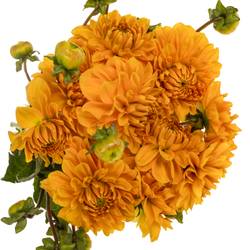 Dahlie orange Love Of My Life 55cm