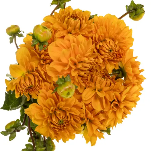 Dahlie orange Love Of My Life 55cm