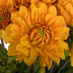 Dahlie orange Love Of My Life 55cm