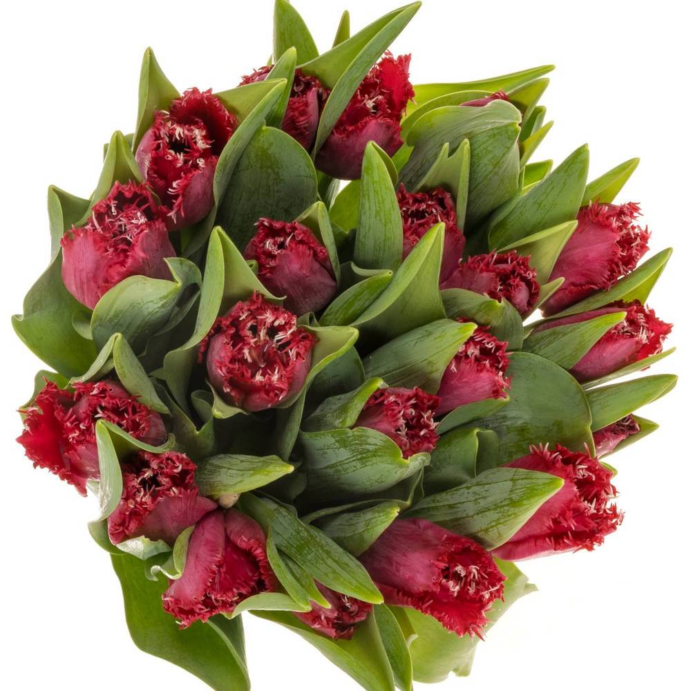 Tulpe pink dark Salamanco 40 Gramm
