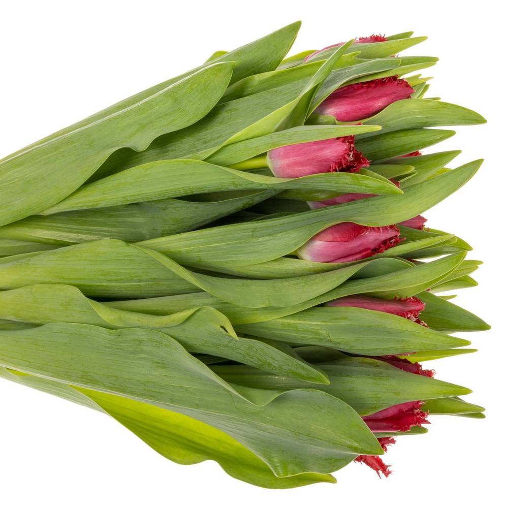 Tulpe pink dark Salamanco 40 Gramm
