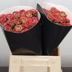 Rose verzweigt grün/rot Wachs Flaming Mint 40cm