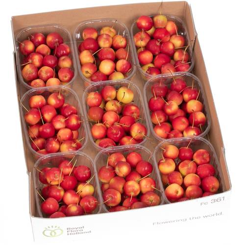 Äpfelchen rot klein Malus