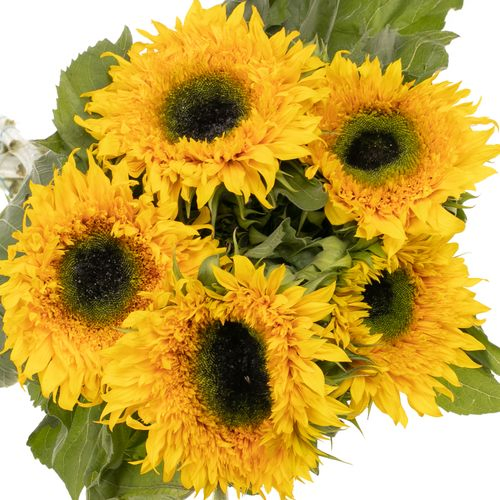 Sonnenblume gelb Starbus gefüllt 80cm