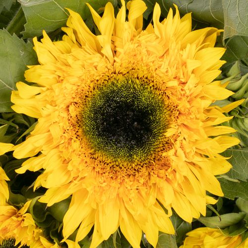 Sonnenblume gelb Starbus gefüllt 80cm