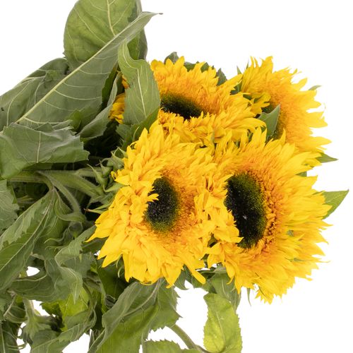Sonnenblume gelb Starbus gefüllt 80cm