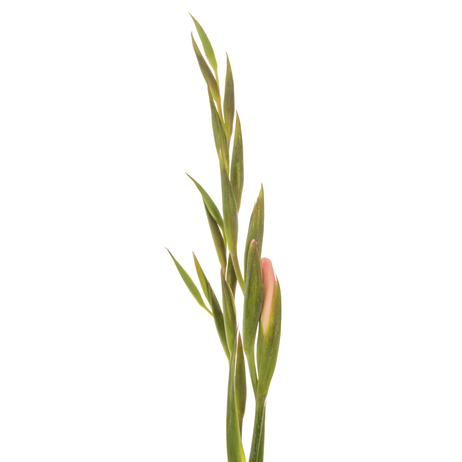 Colvillis hell rosa Elvira 65cm