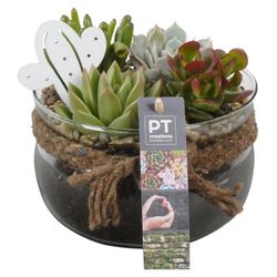 Succ.Arr PTSU6173 T16 H17