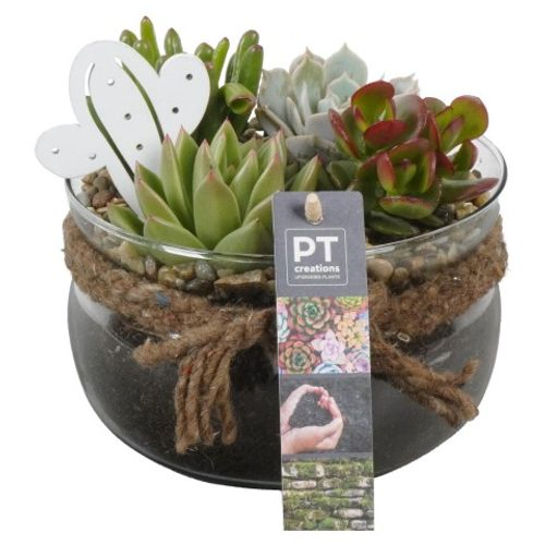 Succ.Arr PTSU6173 T16 H17