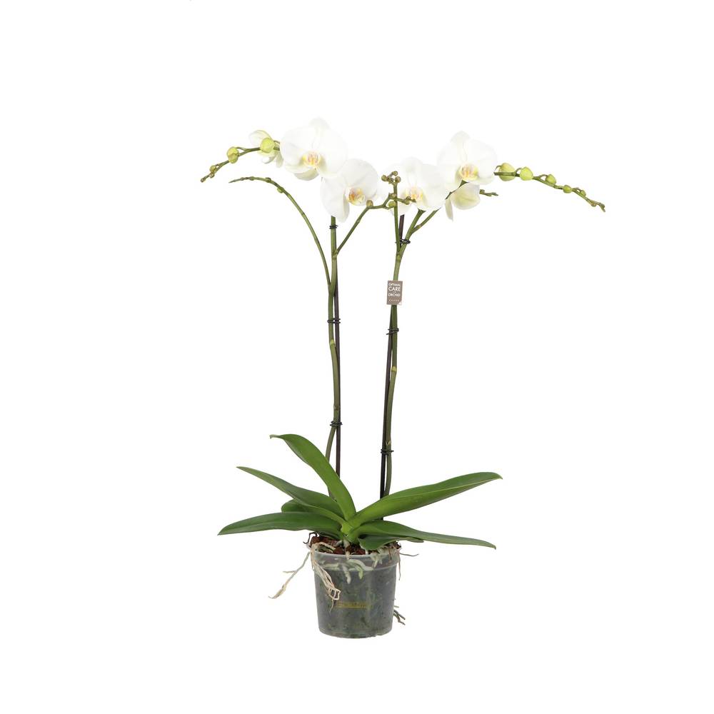 Phal.2-R weiss King T15 H070