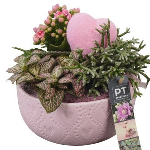 Kal.Arr PTVMB2299 T17 H018