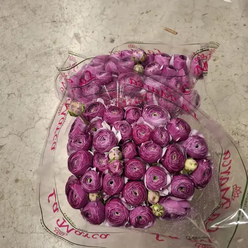 Ranunkel lila Cloni Antoine Violet 40cm x 30