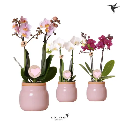 Phal.2-R mix im Vintage Valentin Topf T09 H040