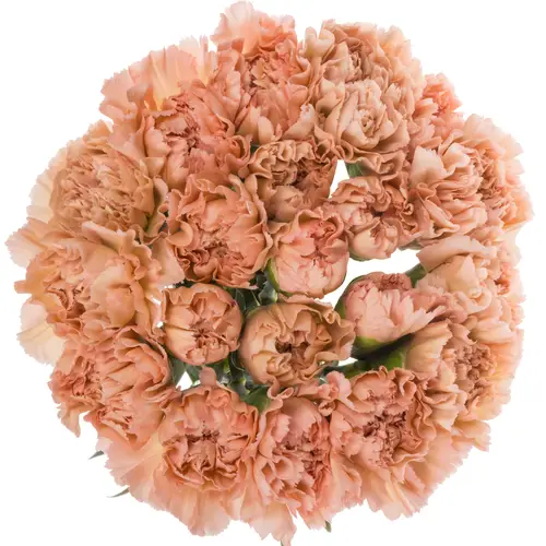 Nelke lachs Lege Marrone 65cm