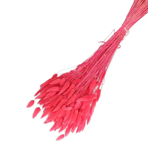 Trocken Lagurus fuchsia L65cm 100gr