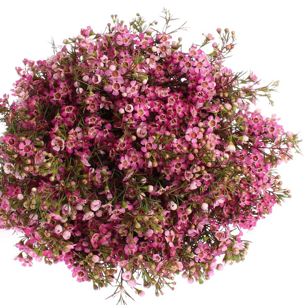 Wachsflower lila Emma 20 Gramm 50cm