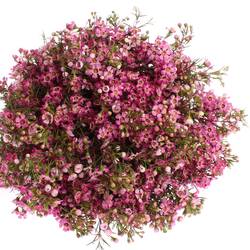 Wachsflower lila Emma 20 Gramm 50cm