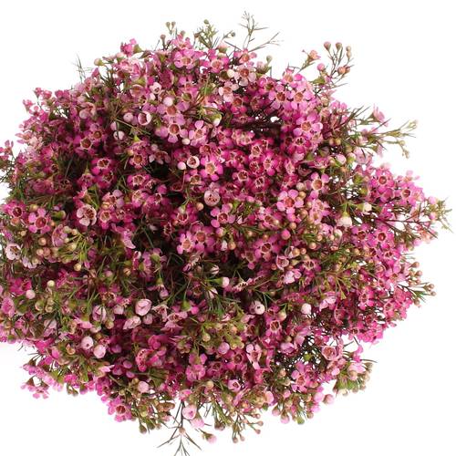 Wachsflower lila Emma 20 Gramm 50cm