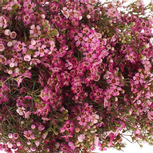 Wachsflower lila Emma 20 Gramm 50cm