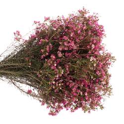 Wachsflower lila Emma 20 Gramm 50cm