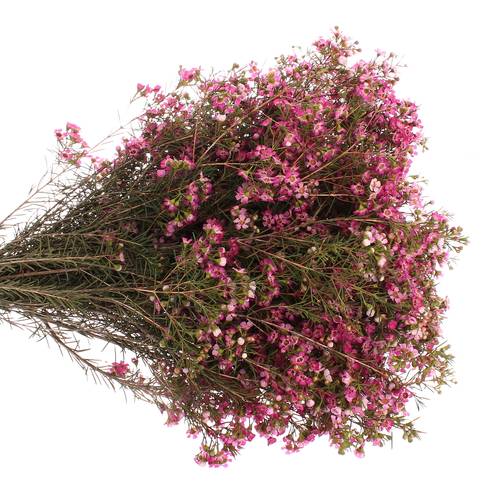 Wachsflower lila Emma 20 Gramm 50cm