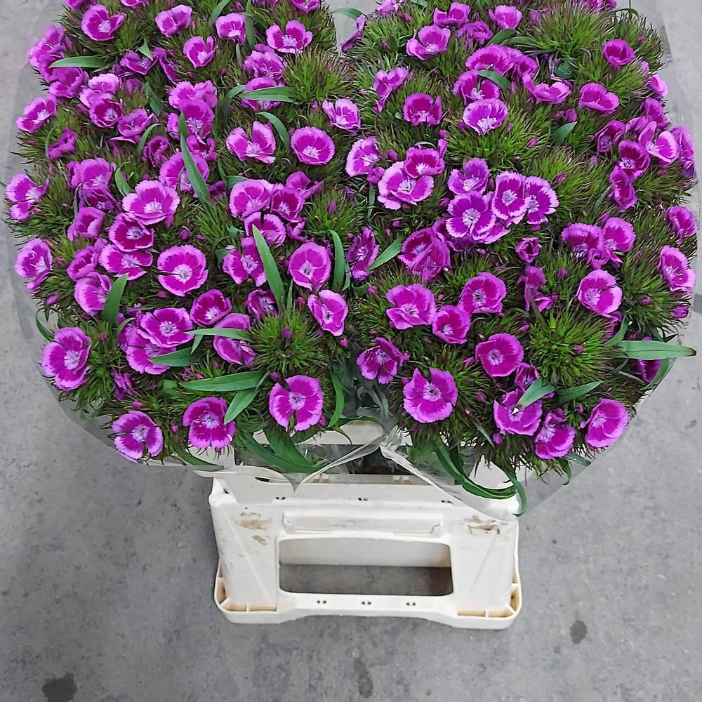 Bartnelke fuchsia Aldo Violet 60cm