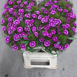 Bartnelke fuchsia Aldo Violet 60cm