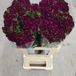 Bartnelke fuchsia Aldo Violet 60cm