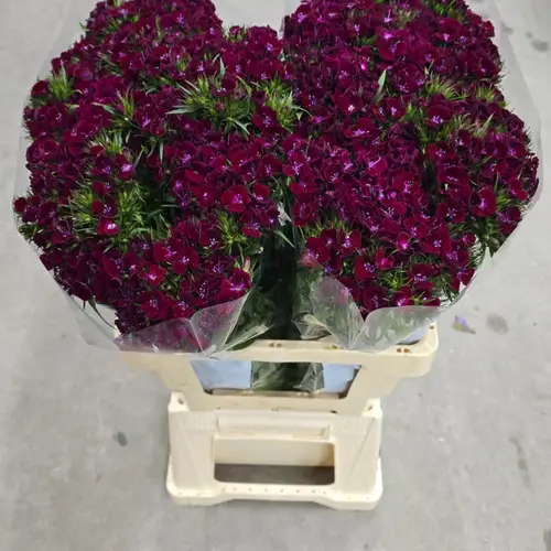 Bartnelke fuchsia Aldo Violet 60cm