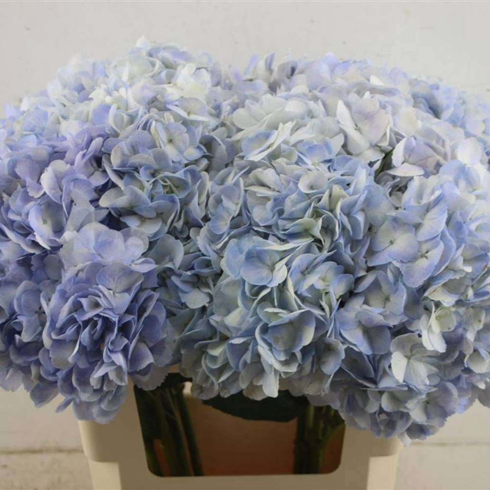 Hortensie blau Light Blue Jumbo 18cm 60cm