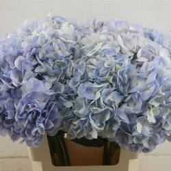 Hortensie blau Light Blue Jumbo 18cm 60cm