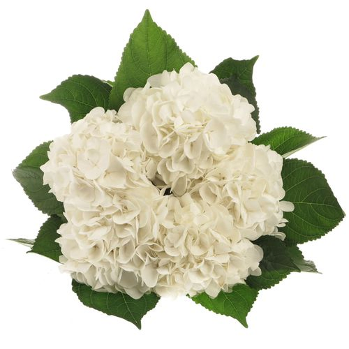 Hortensie weiss Albatros Bol 14cm 60cm