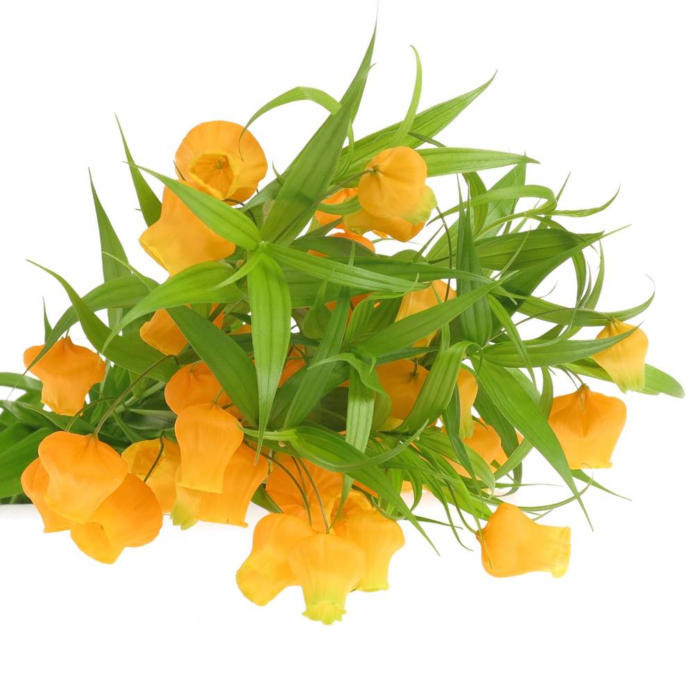 Sandersonia orange 70cm