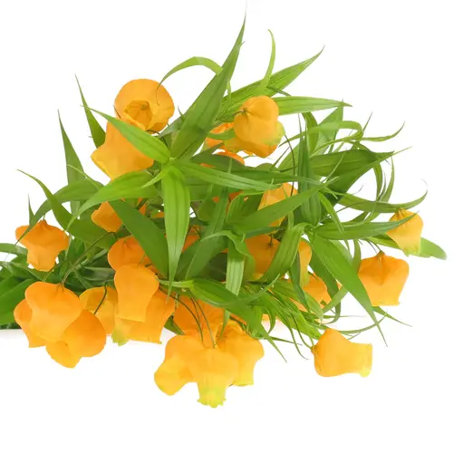 Sandersonia orange 70cm