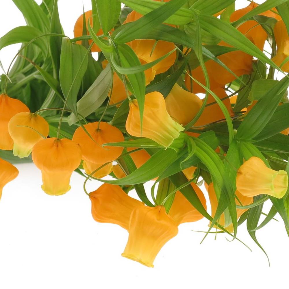 Sandersonia orange 70cm