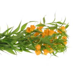 Sandersonia orange 70cm