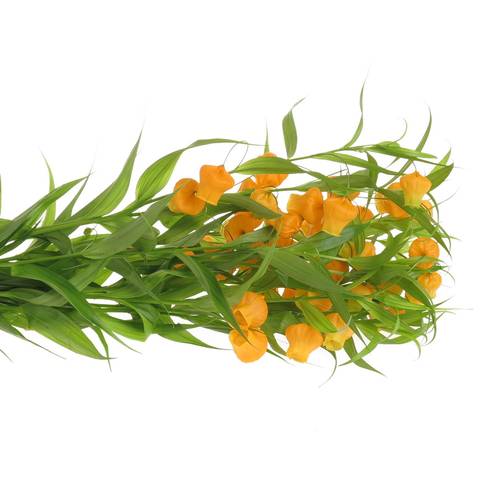 Sandersonia orange 70cm