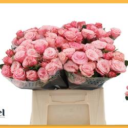 Rose verzweigt rosa Birds Nest 5+Blüte 50cm