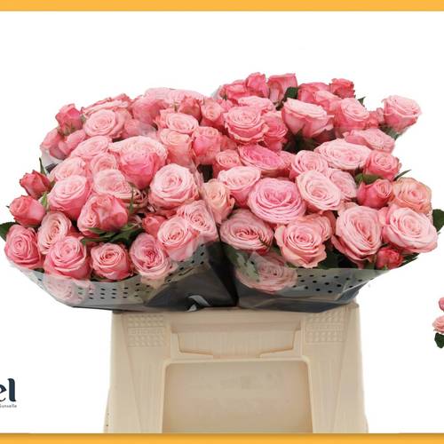 Rose verzweigt rosa Birds Nest 5+Blüte 50cm