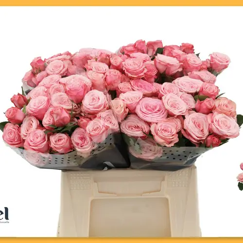 Rose verzweigt rosa Birds Nest 5+Blüte 50cm