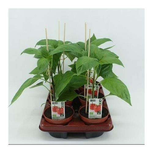 Bio Paprika rot T12 H40