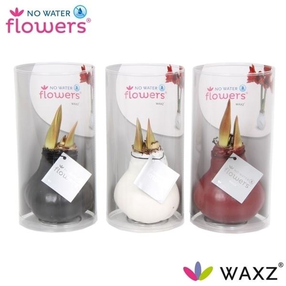 Amar.Bol Wachs mix Colorz Rohr mix Bl. H15