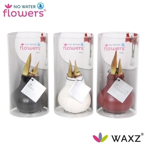 Amar.Bol Wachs mix Colorz Rohr mix Bl. H15
