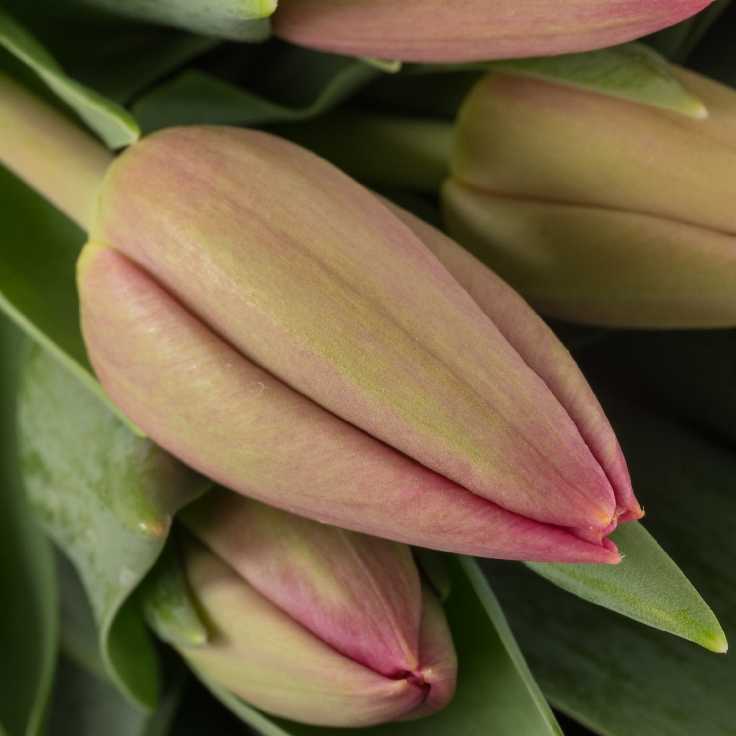 Tulpe rosa Ace 36 Gramm