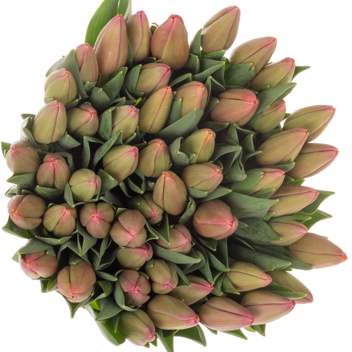 Tulpe rosa Ace 36 Gramm