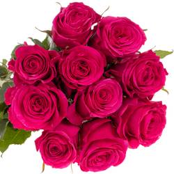 Rose pink Hotspot 50cm