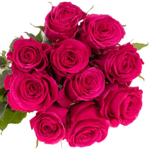 Rose pink Hotspot 50cm