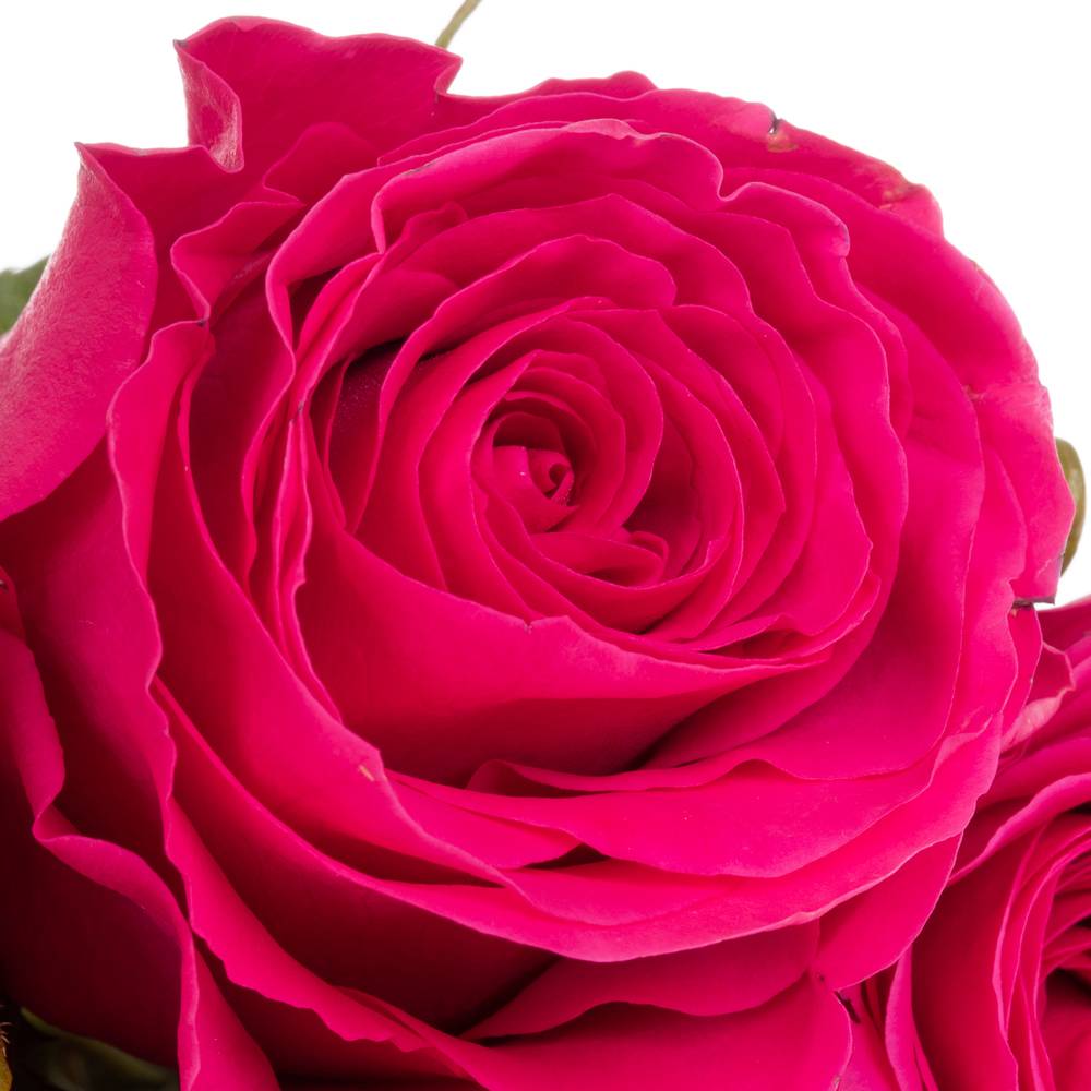 Rose pink Hotspot 50cm